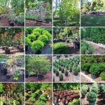 We grow all our own plants