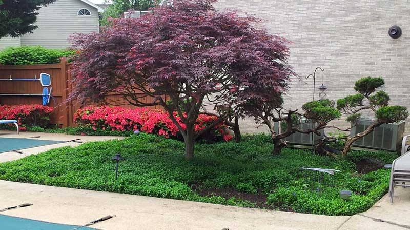 Pom pom the Junipers